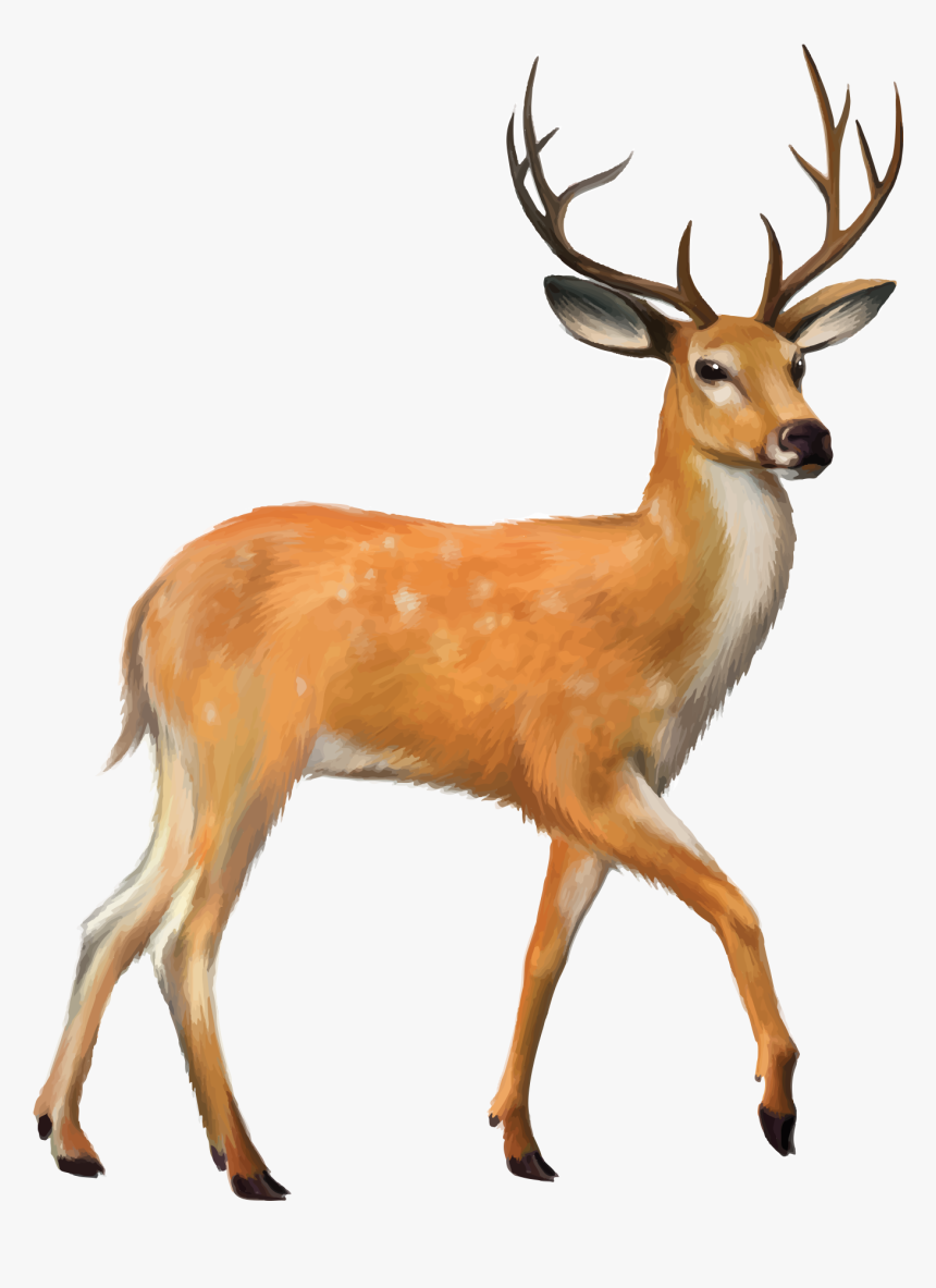 Deer Vector Mule - Deer Png, Transparent Png, Free Download