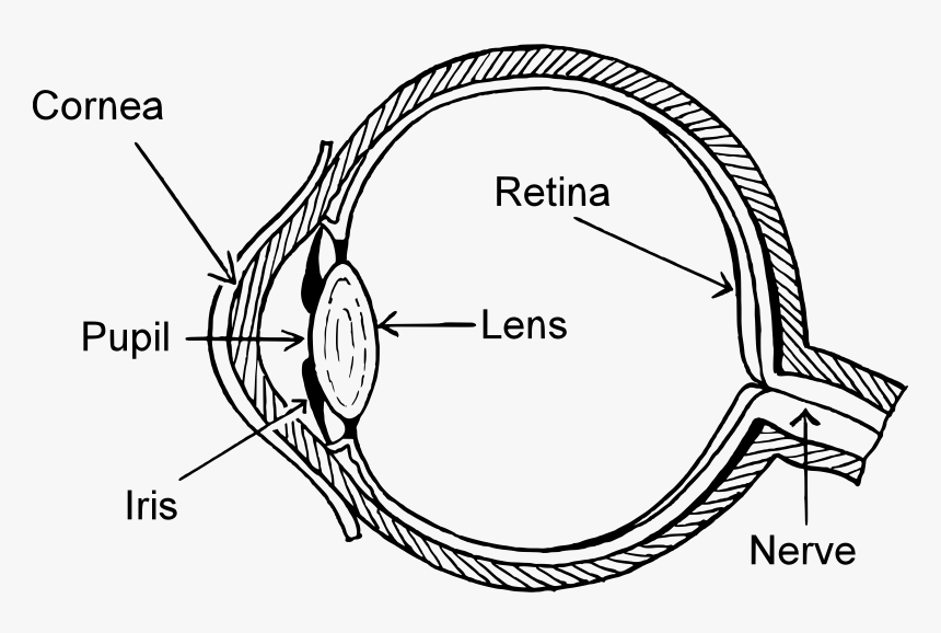 Eye Diagram Clip Arts - Eye Diagram Black And White, HD Png Download, Free Download