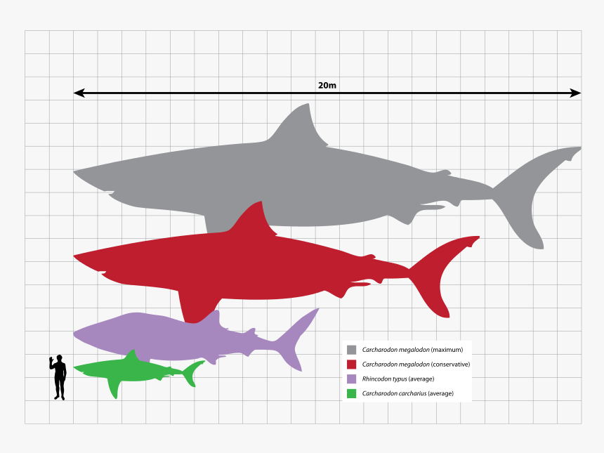 Megalodon Scale, HD Png Download, Free Download