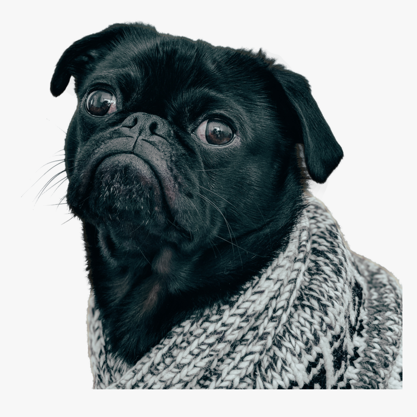 Black Dog Pug With Scarf, HD Png Download, Free Download