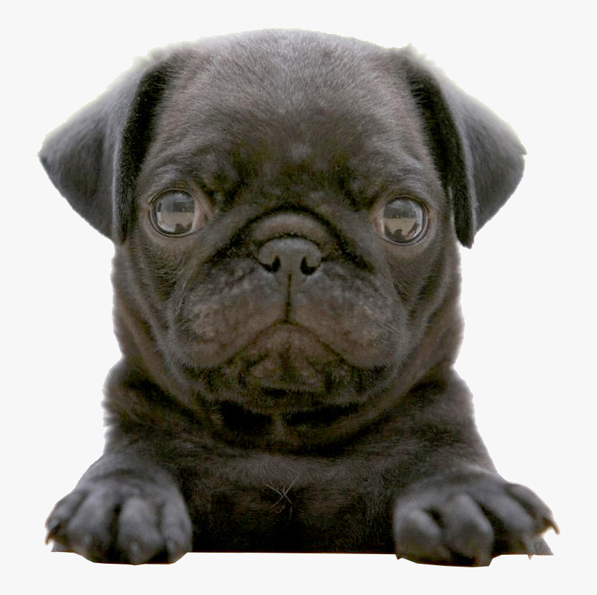 Transparent Black Pug Png - Cute Baby Black Bulldog, Png Download, Free Download