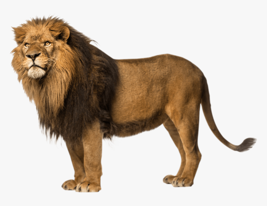 Lion Left Looking - Asiatic Lion Png, Transparent Png, Free Download