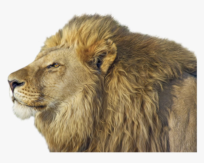Lion Png - Png Lion Transparent Cut Out, Png Download, Free Download