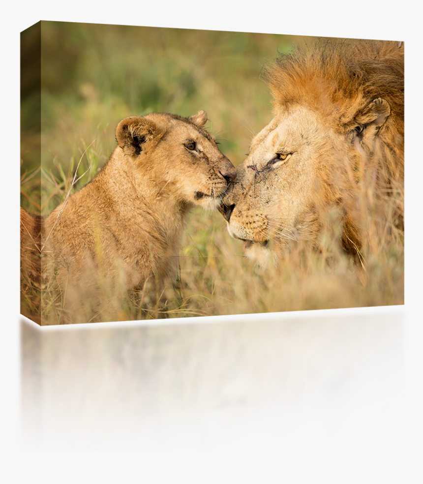Serengeti , Png Download - Mannetjes Leeuw Met Welp, Transparent Png, Free Download