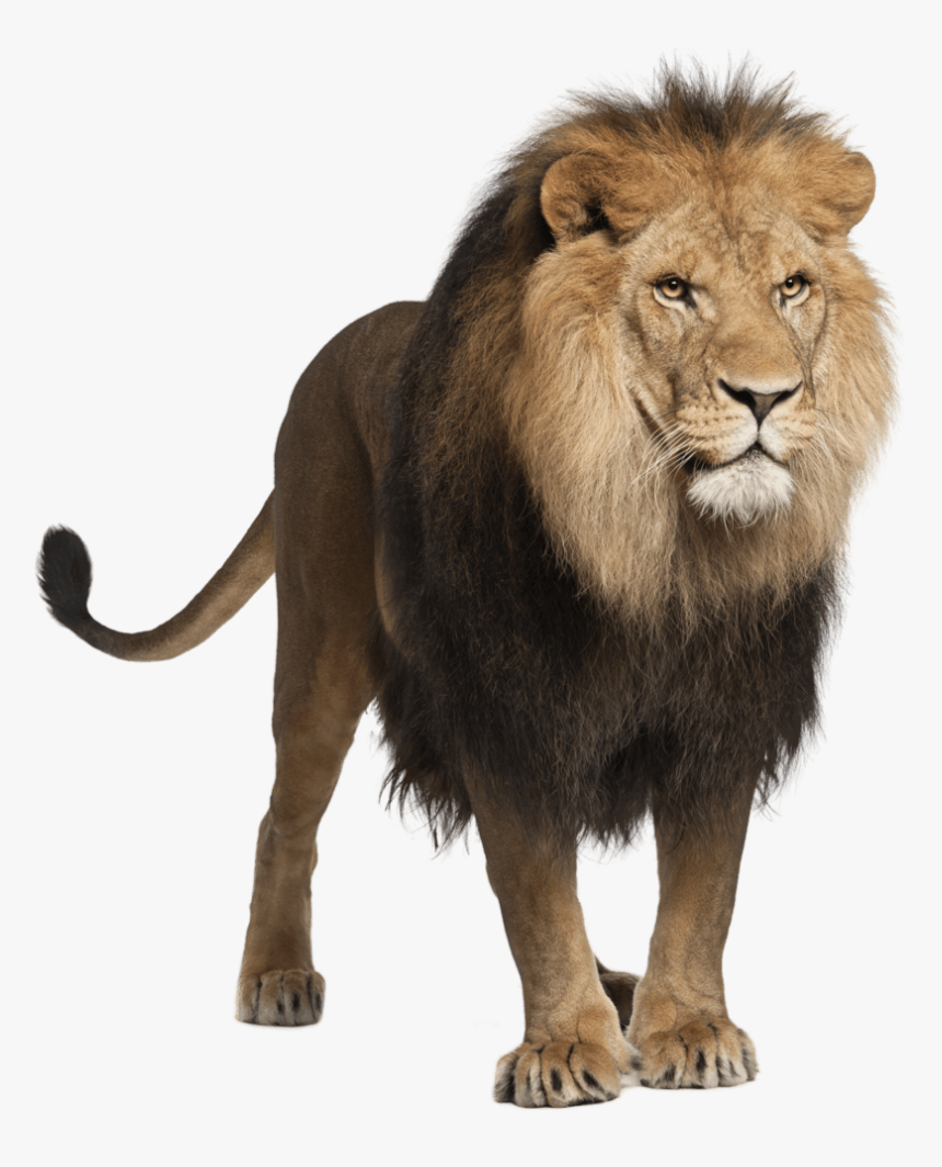 Standing Male Lion - Panthera Leo, HD Png Download, Free Download