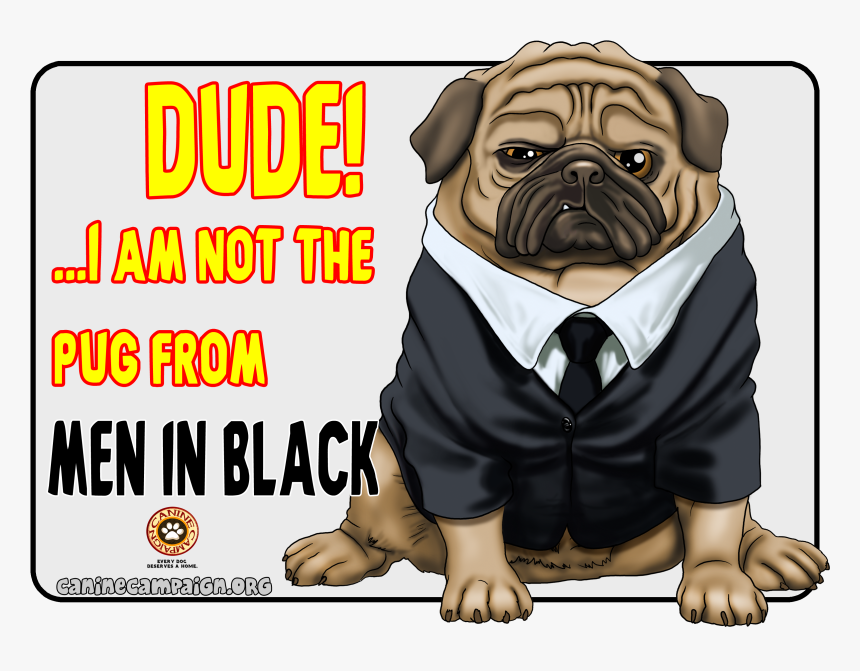 Pug, HD Png Download, Free Download