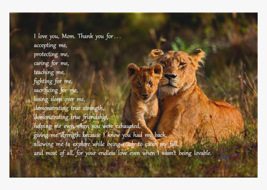 I Love You, Mom - Mother Lioness And Cub, HD Png Download, Free Download