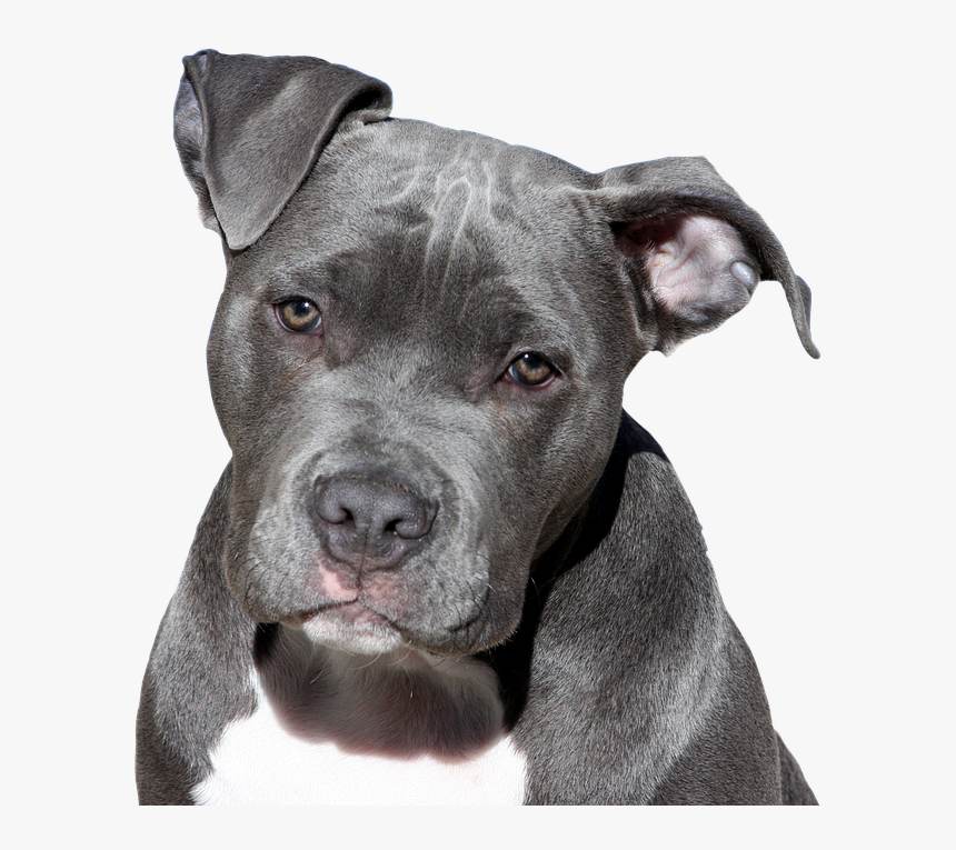 Dog, Pitbull, Terrier, American Staffordshire, Face - Dogs Pitbull, HD Png Download, Free Download
