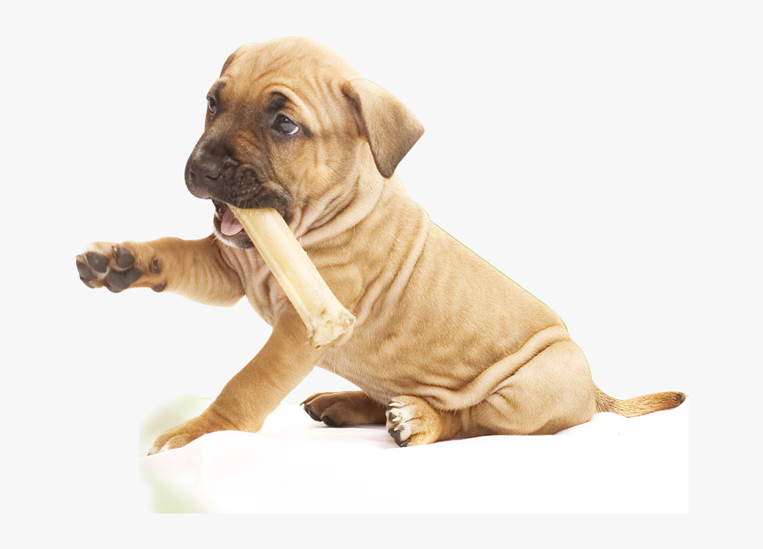 Pit Bull Puppy Png , Png Download - Pit Bull Puppy Png, Transparent Png, Free Download