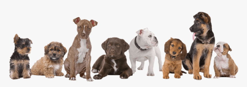Pup Academy, HD Png Download, Free Download