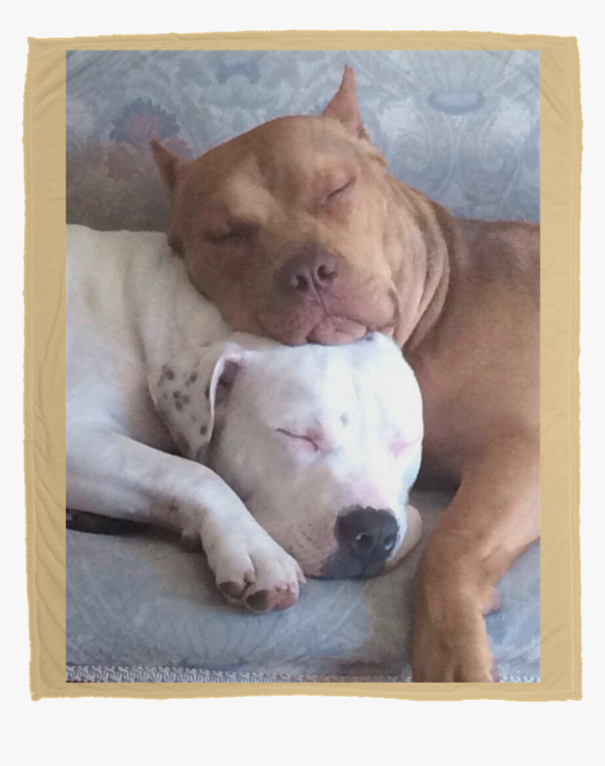 Two Pitbulls In Love, HD Png Download, Free Download