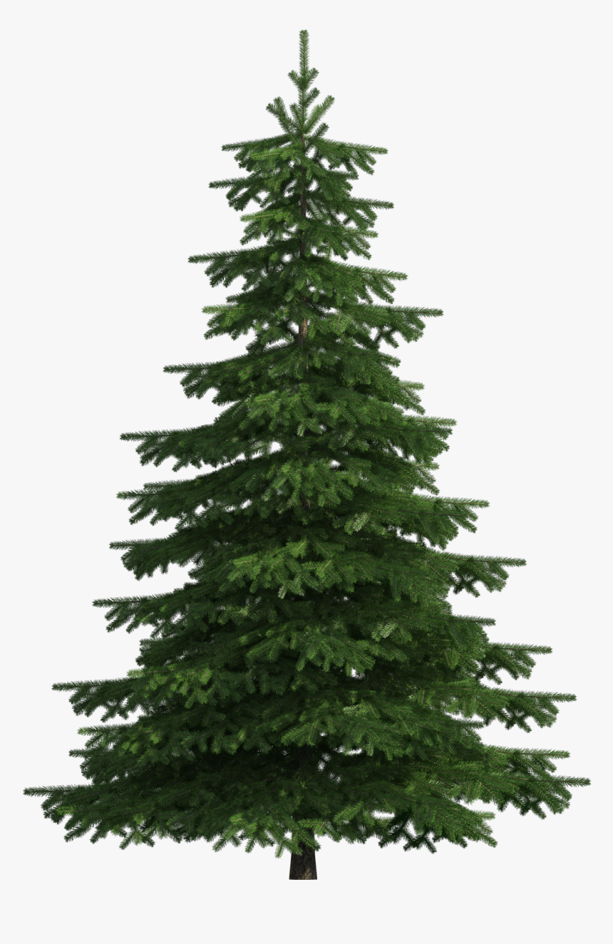 Realistic Pine Tree Png Clip Art - Pine Tree Png Transparent, Png Download, Free Download