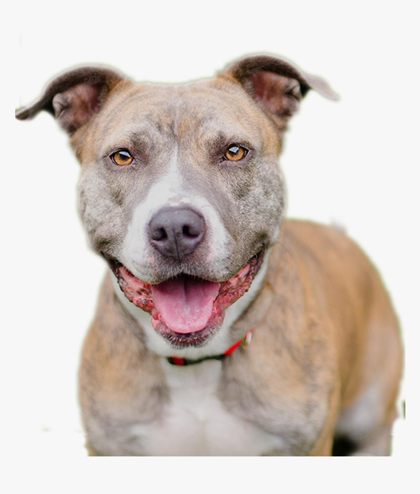 Pitbull Dog Png - Pit Bull, Transparent Png, Free Download