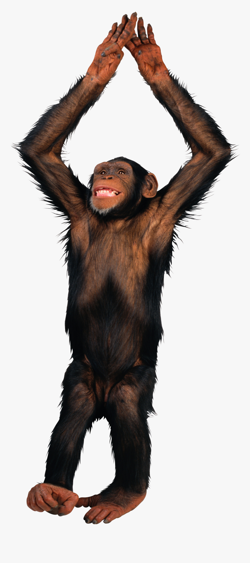 Transparent Background Monkey Transparent, HD Png Download, Free Download