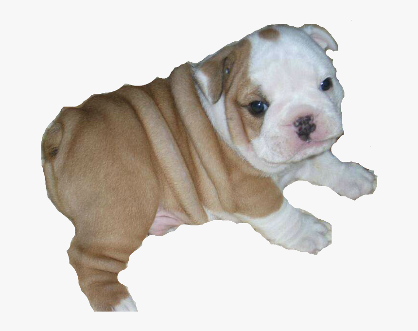 Breed,old English Bulldog,canidae,toy Bulldog,bulldog,british - Bulldog Transparent, HD Png Download, Free Download