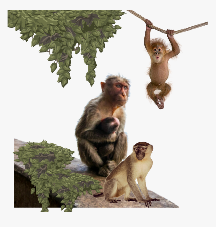 Worldanimalday Money Primate Macaque Chimpanzee Animals - Monkey Hanging On Rope, HD Png Download, Free Download
