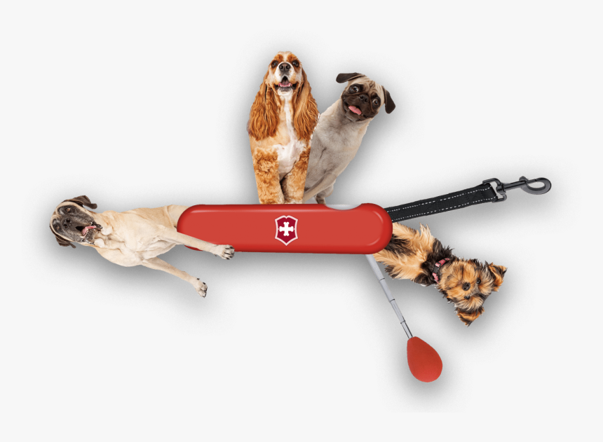 Swiss Army Dog, HD Png Download, Free Download