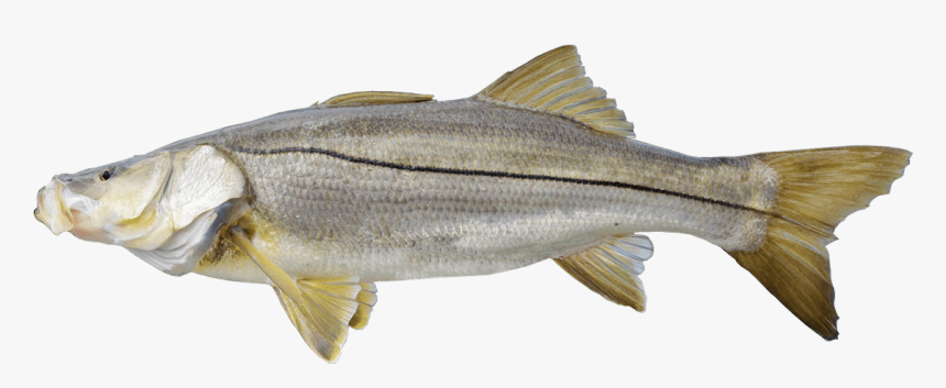 Transparent Snook Png - Striper Bass, Png Download, Free Download