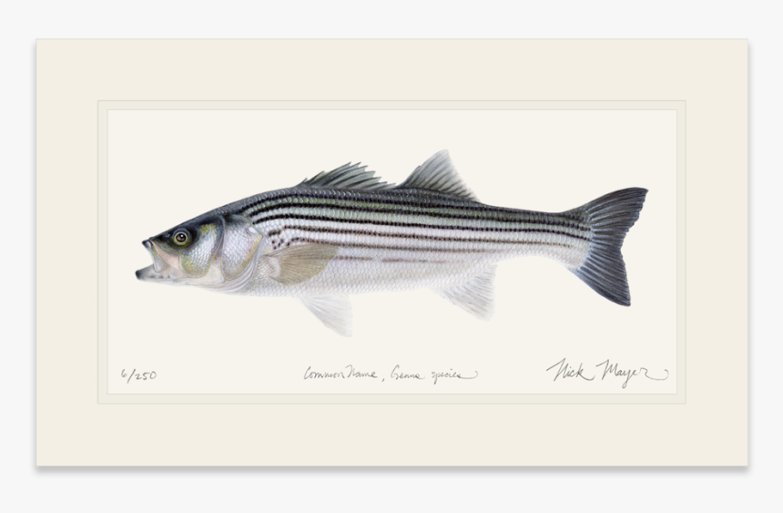 Striped Bass, Juvenile - Striped Bass Juvenile, HD Png Download, Free Download