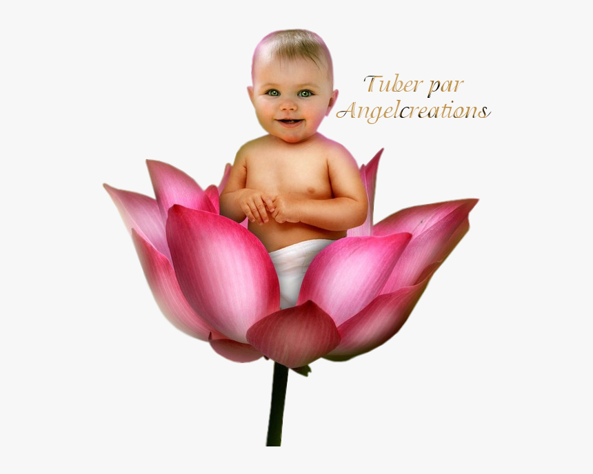 Tube - Sacred Lotus, HD Png Download, Free Download