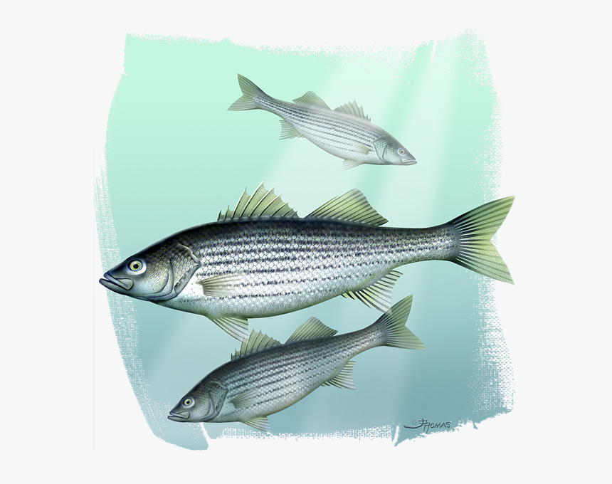 Striper Bass, HD Png Download, Free Download