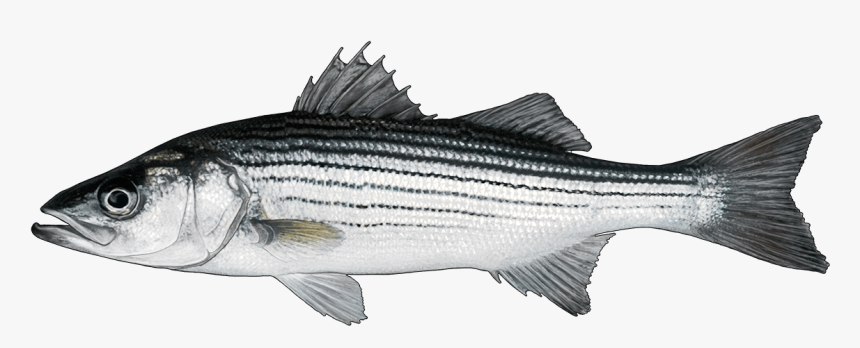 Striper Bass, HD Png Download, Free Download