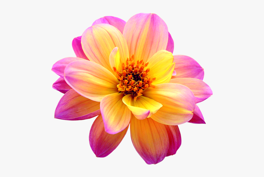 Dahlia Png Image - Pink Yellow Flower Dahlia, Transparent Png, Free Download