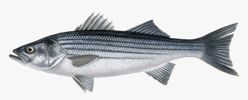 Striper Bass, HD Png Download, Free Download