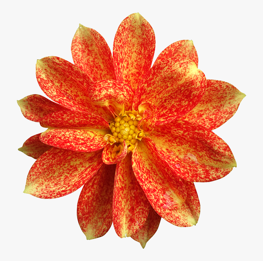 Plant,peach,dahlia - Fleur En Png, Transparent Png, Free Download