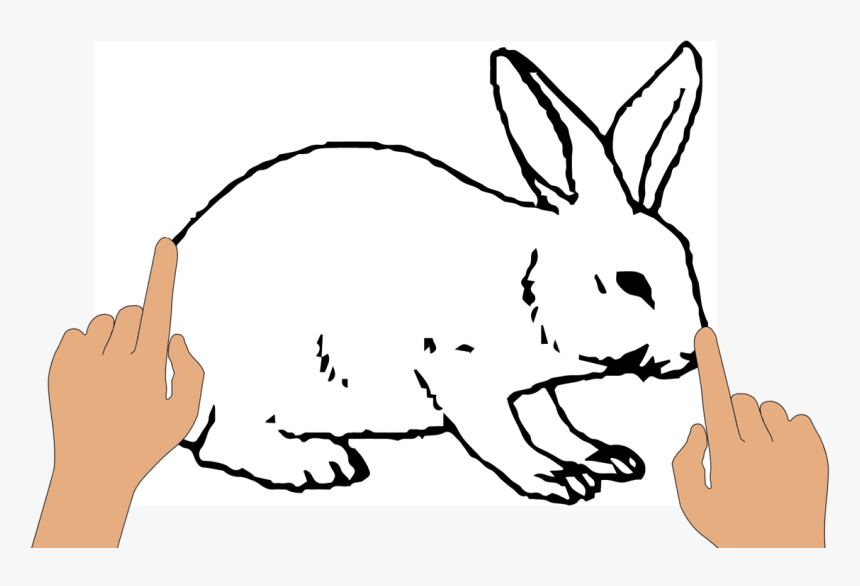 Interaction Technique - Domestic Rabbit, HD Png Download, Free Download