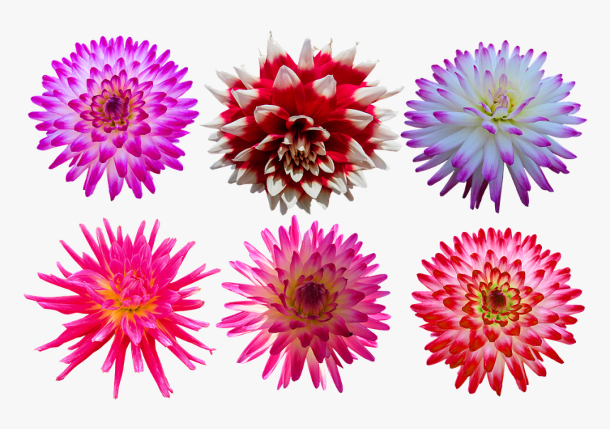 Nature, Flowers, Dahlia, Blossom, Bloom, Isolated - Chrysanths, HD Png Download, Free Download