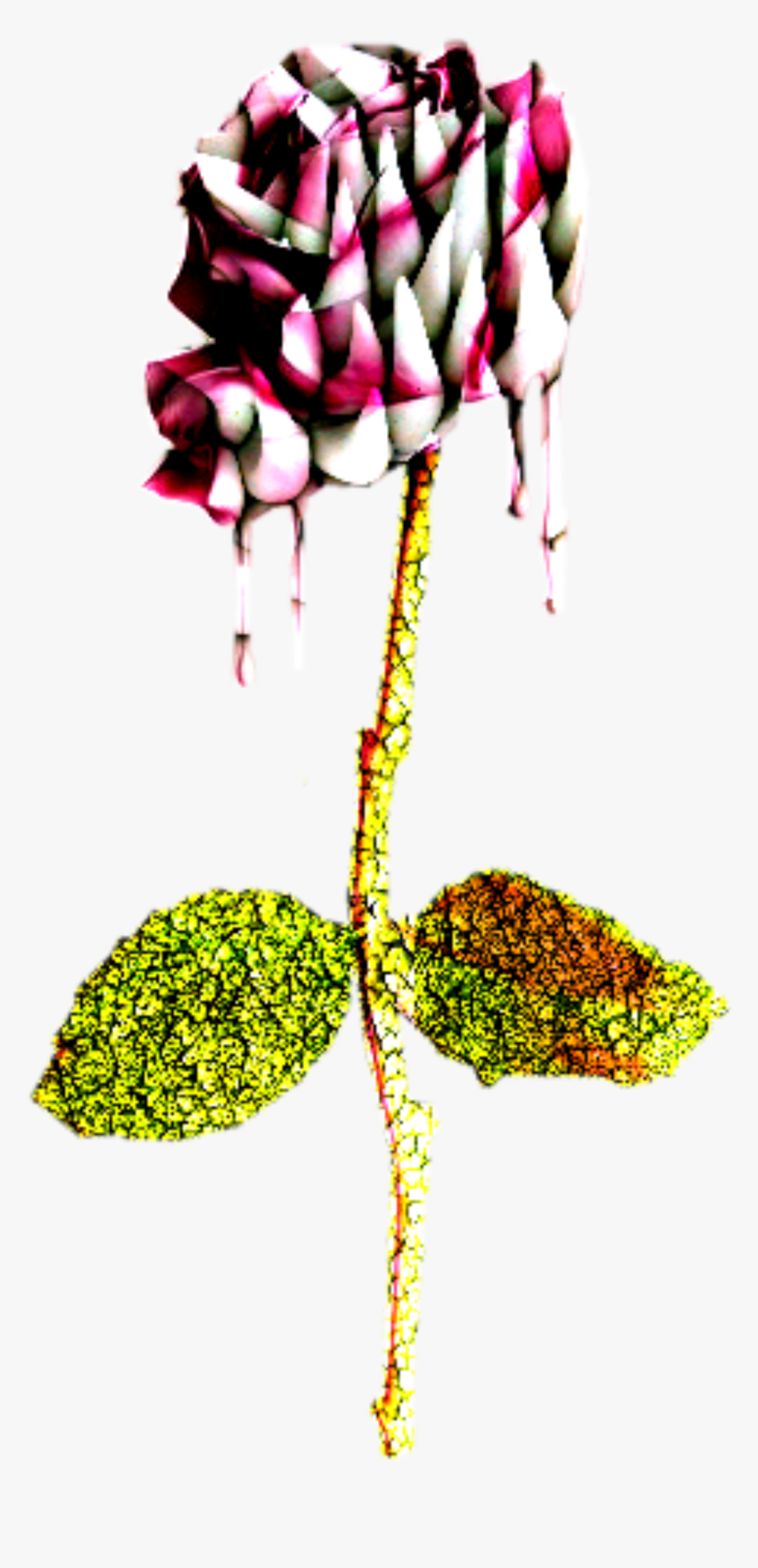 #bloody Rose - Illustration, HD Png Download, Free Download