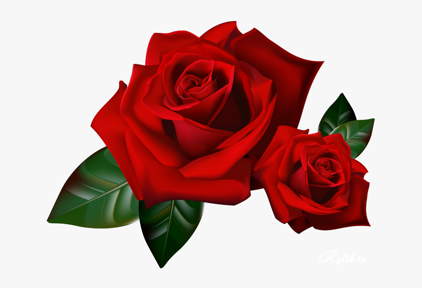 Rose Animation Youtube - Beautiful Red Flowers Png, Transparent Png, Free Download