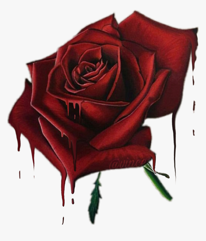 #bloodyrose - Floribunda, HD Png Download, Free Download