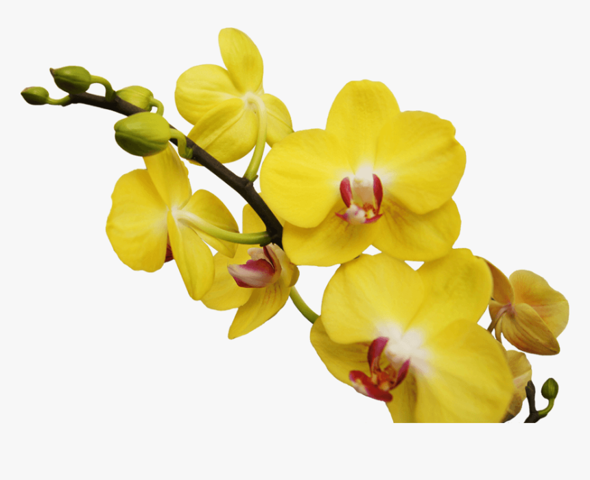 Clip Art Orqu Deas Flores De - Orquideas Amarillas Png, Transparent Png, Free Download