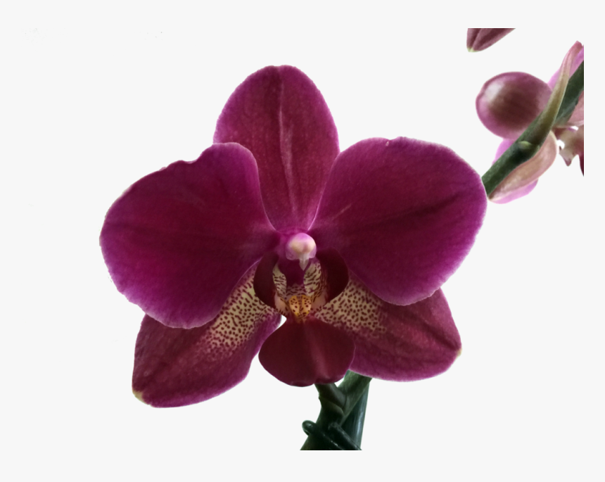 Transparent Orquideas Png - Orquideas Png, Png Download, Free Download
