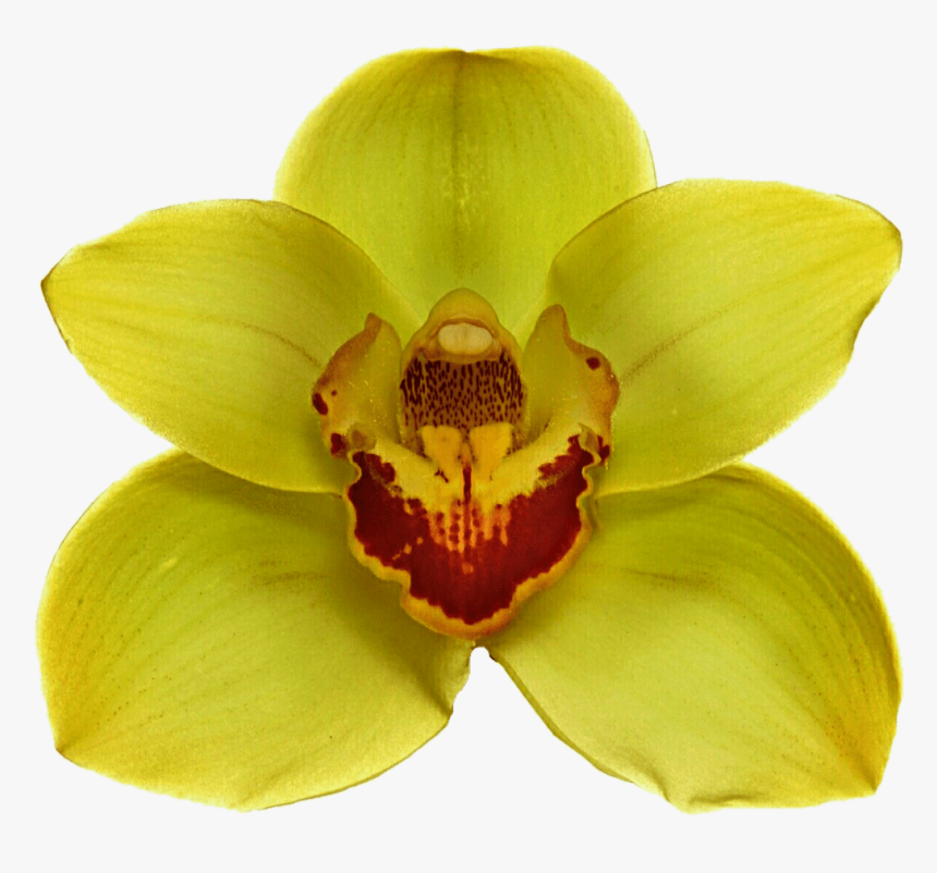 Transparent Orchids Png - Jungle Flower On Transparent, Png Download, Free Download