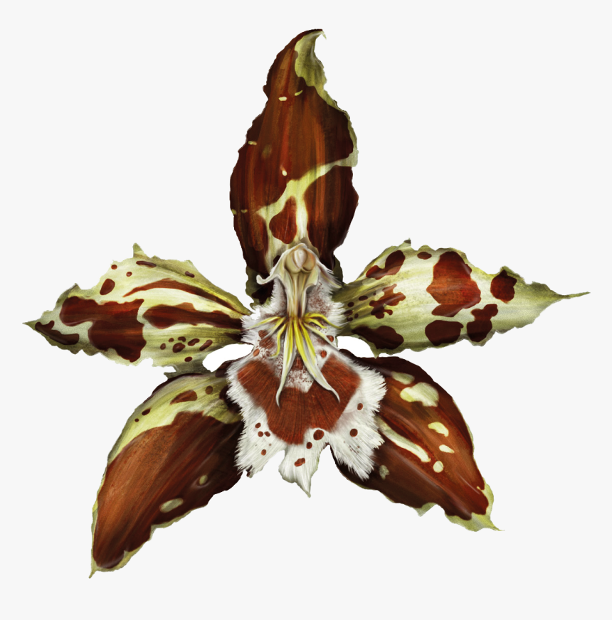 Transparent Orchids Png - Flor De Bogota, Png Download, Free Download