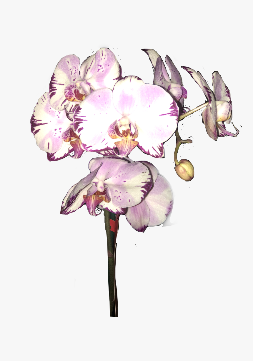 #orquidea #orquideas #sticker #stickers #adesivo #freetoedit - Moth Orchid, HD Png Download, Free Download
