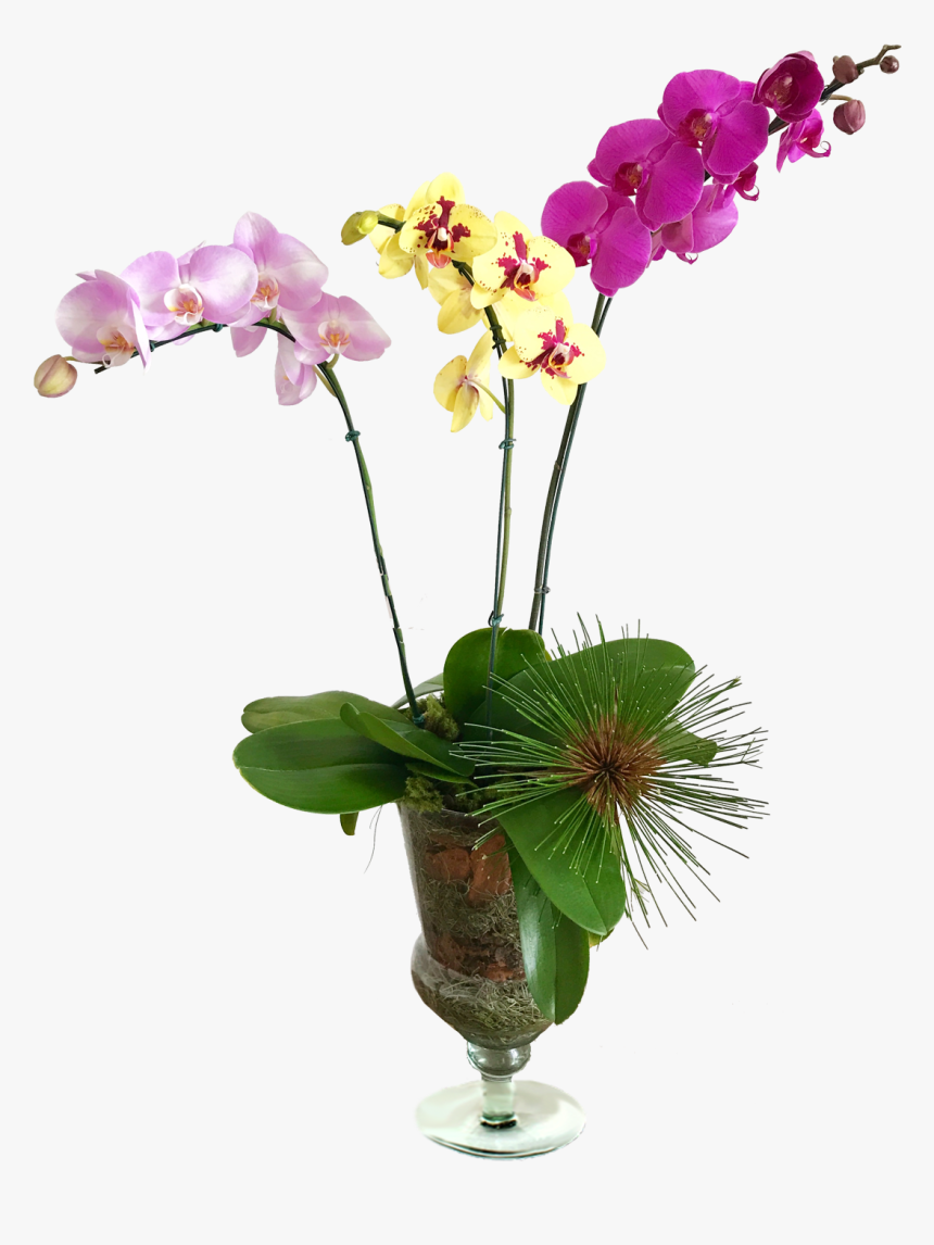 Orquideas Png, Transparent Png, Free Download