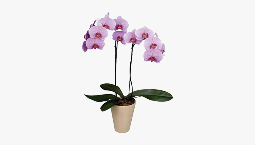 Phalaenopsis Orkidé, HD Png Download, Free Download