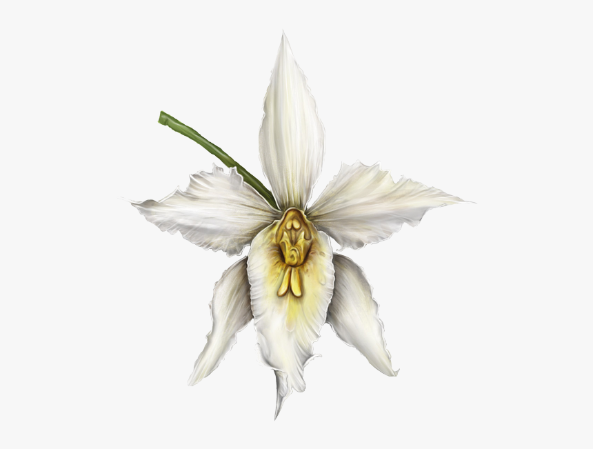 Orquídea - Cattleya, HD Png Download, Free Download