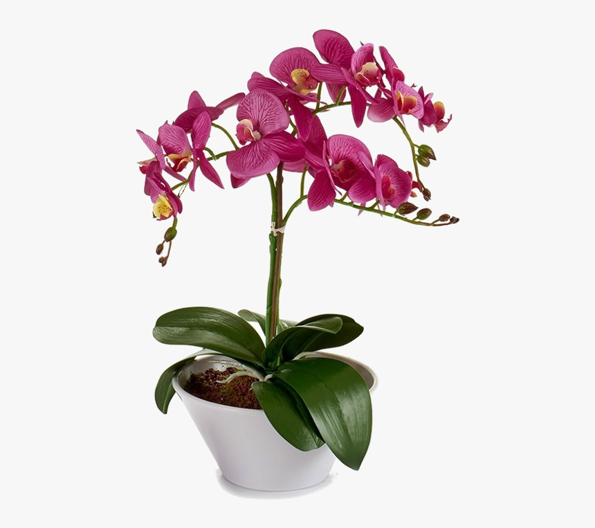 Plantas De Orquideas Png, Transparent Png, Free Download