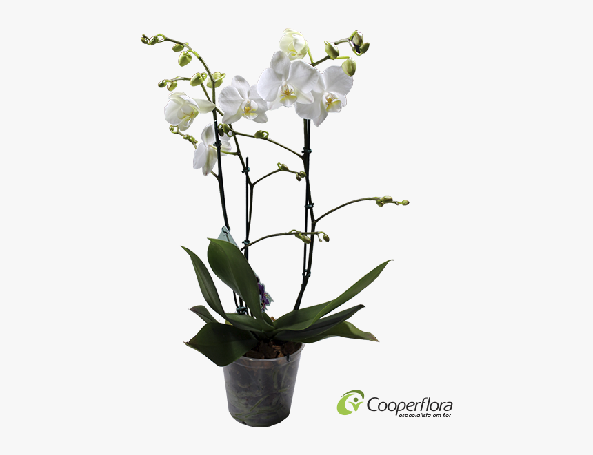 Orquideas Brancas Vaso Png, Transparent Png, Free Download