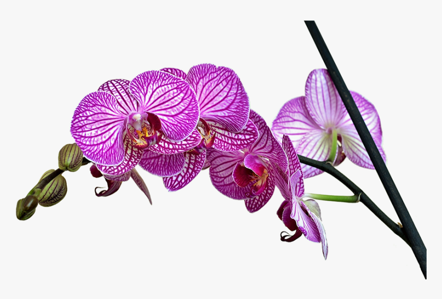 Watercolor Orchid Png, Transparent Png, Free Download