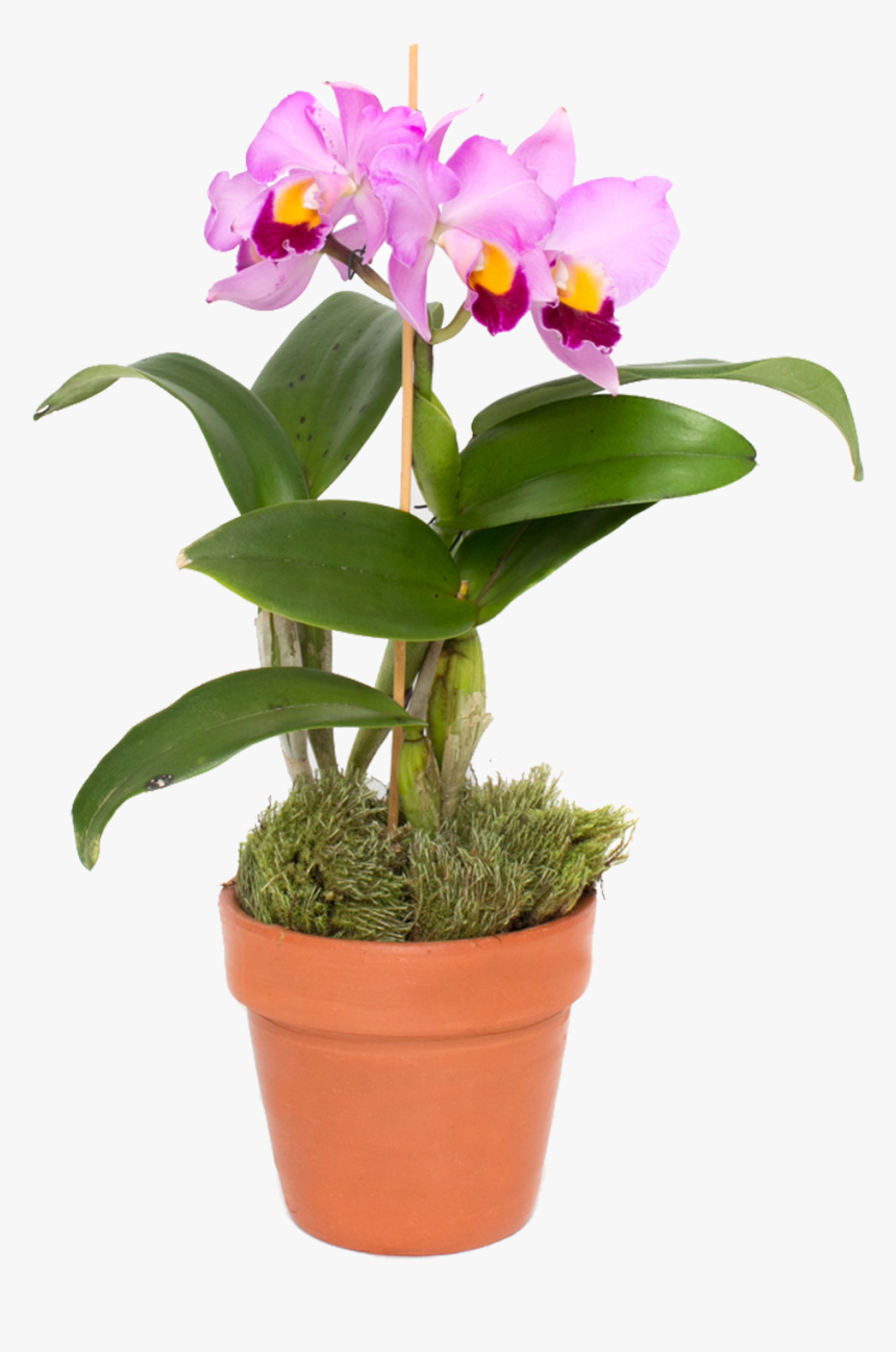 Cattlianthe Jewel Box, HD Png Download, Free Download