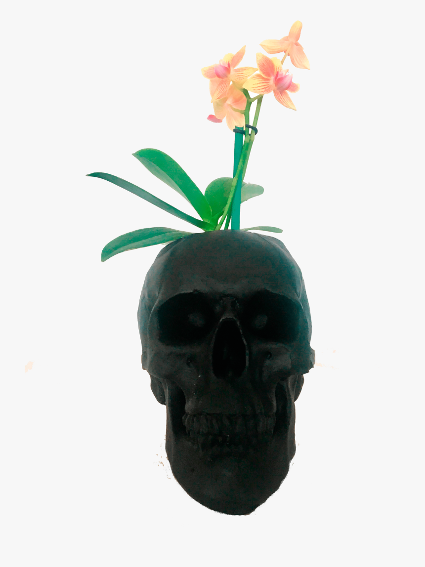 Skull, HD Png Download, Free Download