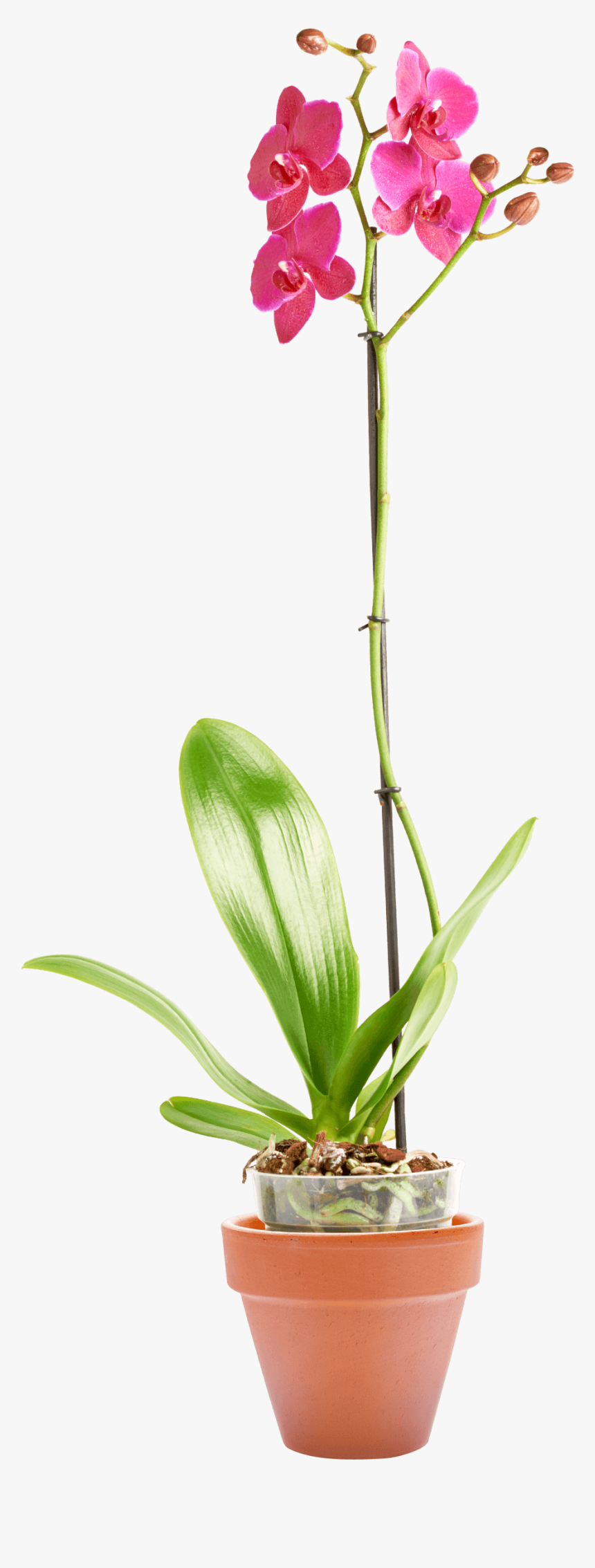 Orquídea Forth Jardim - Moth Orchid, HD Png Download, Free Download