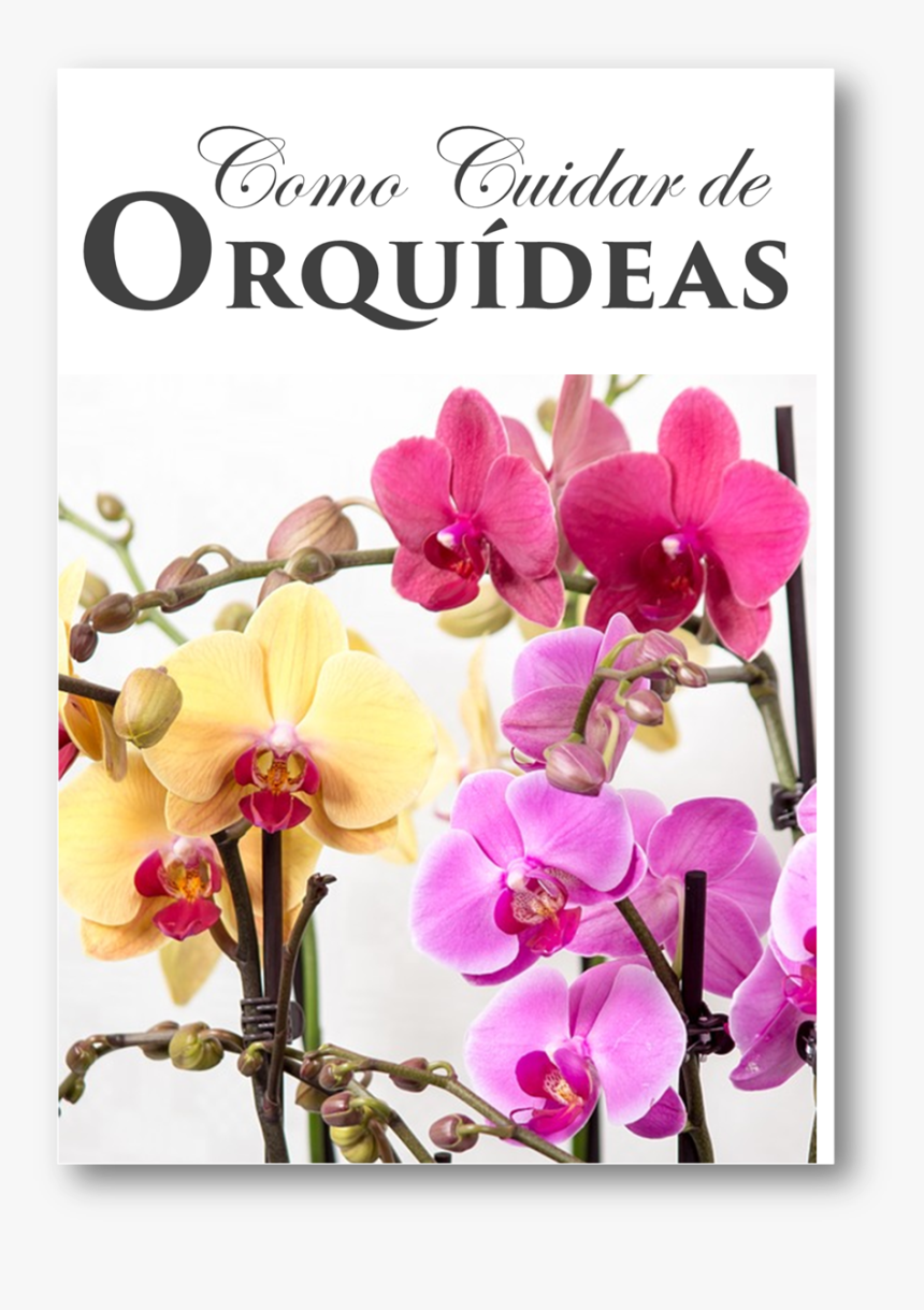 Orquideas Livro - Orchids, HD Png Download, Free Download