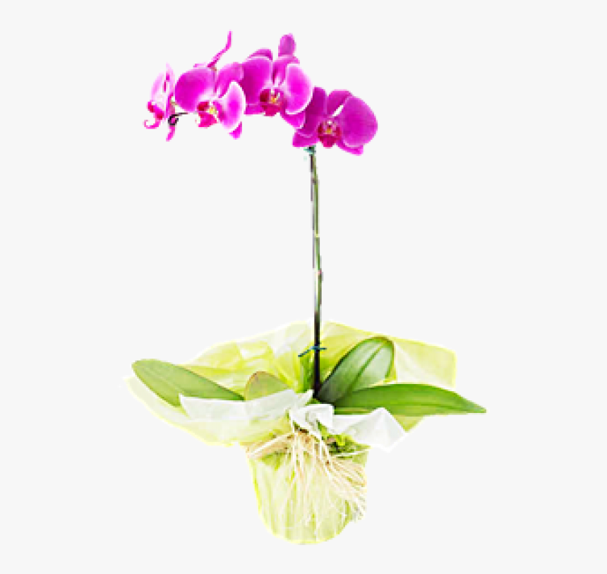 Transparent Orquideas Png - Orquideas De Costa Rica En Pricesmart, Png Download, Free Download